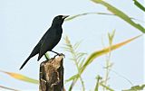 Unicolored Blackbird